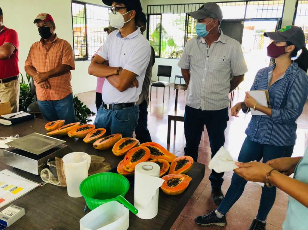 Papaya: Taller Selección y Conservación de Materiales Criollos de papaya