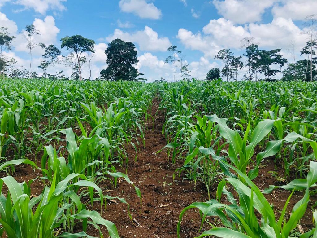 Maíz: Taller producción de semilla de calidad en maíz